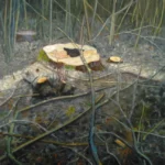 Bild Walter Lüönd